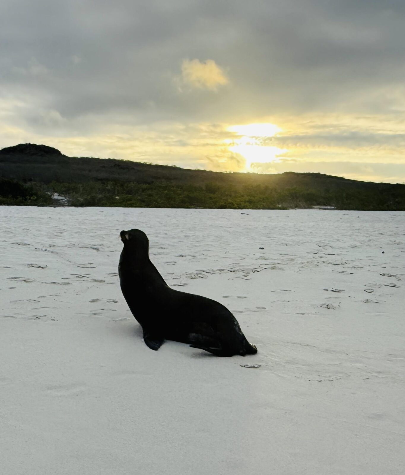 Galapagos sea lion
